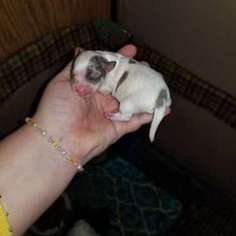 Chihuahua Puppy for sale in UNION CITY, MI, USA