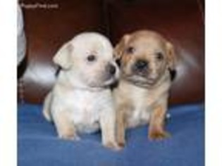 Mutt Puppy for sale in Swanton, OH, USA