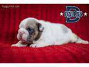 Bulldog Puppy for sale in Los Gatos, CA, USA