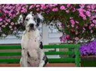 Great Dane Puppy for sale in Kalamazoo, MI, USA