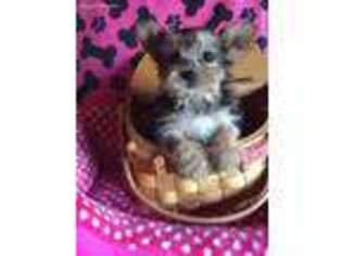 Yorkshire Terrier Puppy for sale in Madison, OH, USA