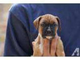 Boxer Puppy for sale in Tierra Amarilla, NM, USA