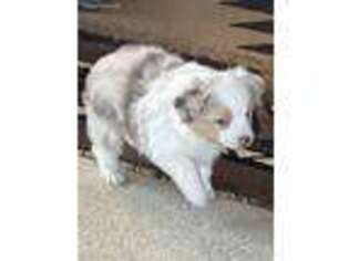 Miniature Australian Shepherd Puppy for sale in Prairie City, IA, USA