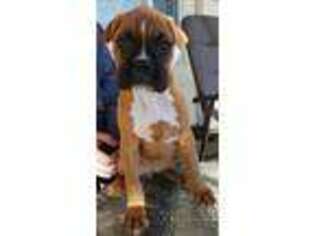 Boxer Puppy for sale in Sapulpa, OK, USA