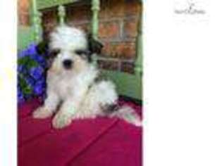 Mal-Shi Puppy for sale in Topeka, KS, USA