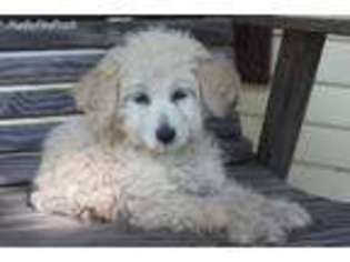 Goldendoodle Puppy for sale in Spring Grove, PA, USA