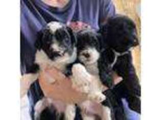 Portuguese Water Dog Puppy for sale in Carlsbad, NM, USA