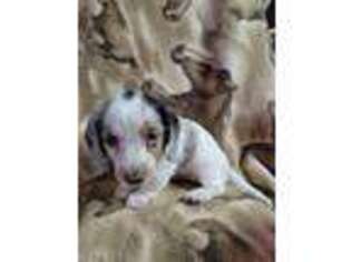 Dachshund Puppy for sale in Evans, CO, USA