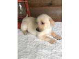 Labrador Retriever Puppy for sale in Lake City, FL, USA