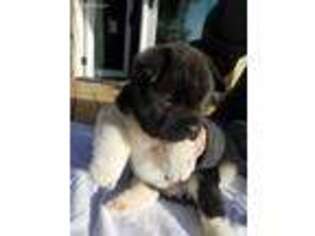 Akita Puppy for sale in Golden, CO, USA