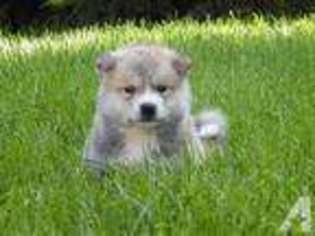 Akita Puppy for sale in ORLAND, CA, USA