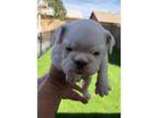 Bulldog Puppy for sale in Peoria, AZ, USA