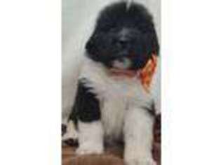 Newfoundland Puppy for sale in Quitman, TX, USA