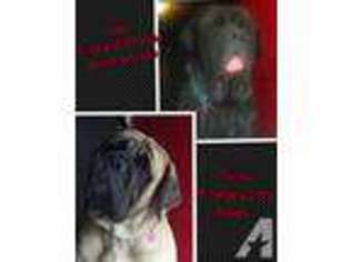 Mastiff Puppy for sale in KILLEEN, TX, USA
