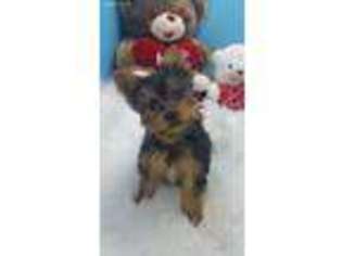 Yorkshire Terrier Puppy for sale in Nashville, GA, USA