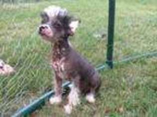 Chinese Crested Puppy for sale in Caldwell, TX, USA