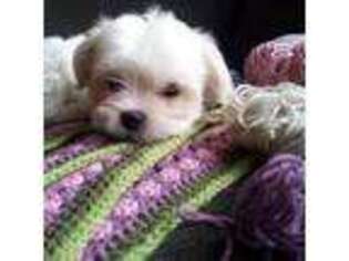 Mutt Puppy for sale in Farmington, MN, USA