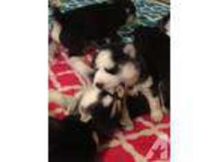 Siberian Husky Puppy for sale in NEW ROCHELLE, NY, USA