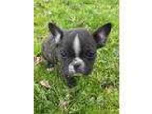 French Bulldog Puppy for sale in Quinlan, TX, USA