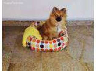 Pomeranian Puppy for sale in Hillside, NJ, USA