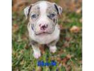Mutt Puppy for sale in Cadiz, KY, USA