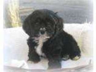 Cavapoo Puppy for sale in Honey Grove, PA, USA