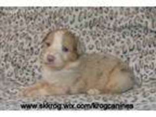 Australian Shepherd Puppy for sale in Lake Benton, MN, USA