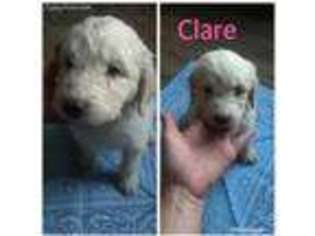 Goldendoodle Puppy for sale in Culver, IN, USA