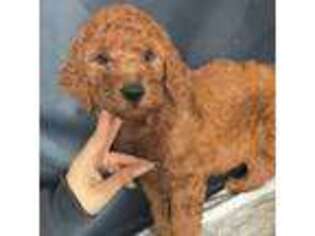 Mutt Puppy for sale in Darien, IL, USA