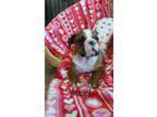 Bulldog Puppy for sale in Mc Veytown, PA, USA