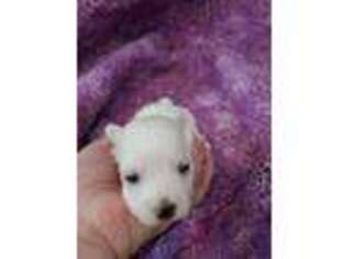 Maltese Puppy for sale in Elma, WA, USA