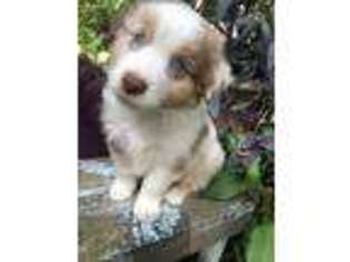 Australian Shepherd Puppy for sale in Petersburg, MI, USA