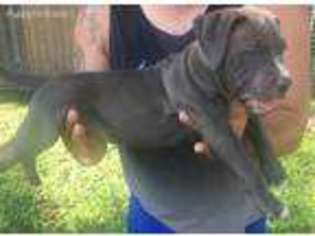 Mutt Puppy for sale in Onarga, IL, USA