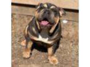 Bulldog Puppy for sale in Gettysburg, PA, USA