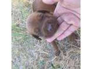 Rhodesian Ridgeback Puppy for sale in Graford, TX, USA