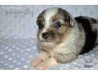 Miniature Australian Shepherd Puppy for sale in Shawnee, OK, USA