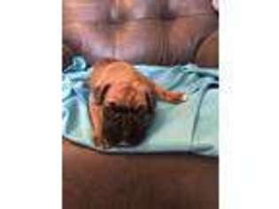Boxer Puppy for sale in Wingdale, NY, USA