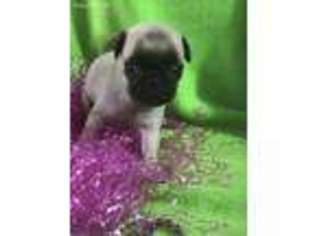 Pug Puppy for sale in Huntsville, AR, USA