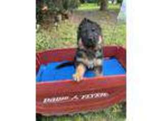 German Shepherd Dog Puppy for sale in Gainesville, FL, USA