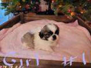 Pekingese Puppy for sale in Fort Myers, FL, USA