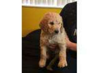 Goldendoodle Puppy for sale in Evans, CO, USA