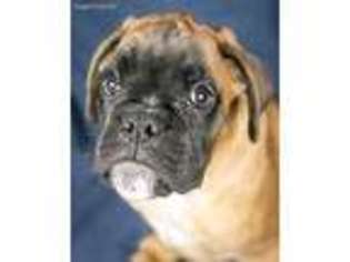 Boxer Puppy for sale in Clayton, MI, USA
