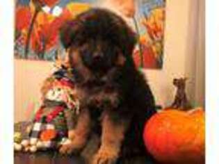 German Shepherd Dog Puppy for sale in Placerville, CA, USA