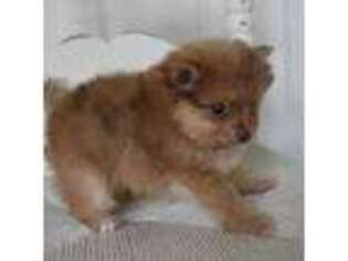 Pomeranian Puppy for sale in Mountain Grove, MO, USA