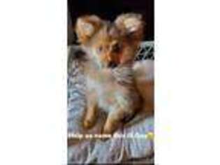 Pomeranian Puppy for sale in Bel Air, MD, USA