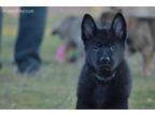 German Shepherd Dog Puppy for sale in Colbert, WA, USA