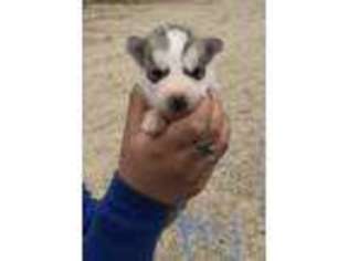 Siberian Husky Puppy for sale in Gunnison, UT, USA