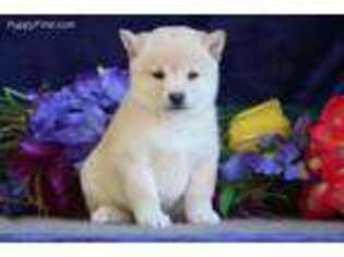 Shiba Inu Puppy for sale in Elkton, MD, USA