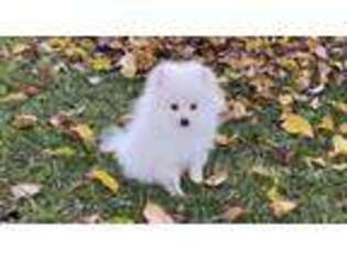 Pomeranian Puppy for sale in Sacramento, CA, USA