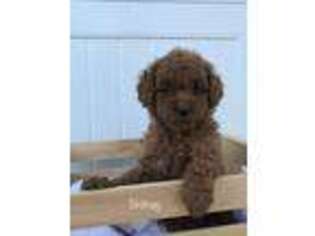 Goldendoodle Puppy for sale in Romulus, NY, USA